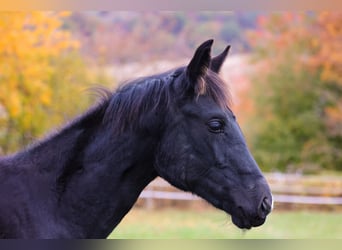 Westphalian, Mare, Foal (04/2025), 16,1 hh, Black