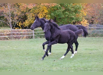 Westphalian, Mare, Foal (04/2025), 16,1 hh, Black