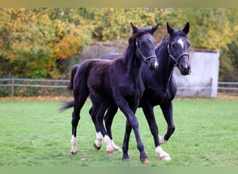Westphalian, Mare, Foal (04/2025), 16,1 hh, Black