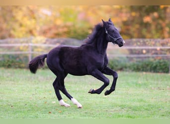 Westphalian, Mare, Foal (04/2025), 16,1 hh, Black