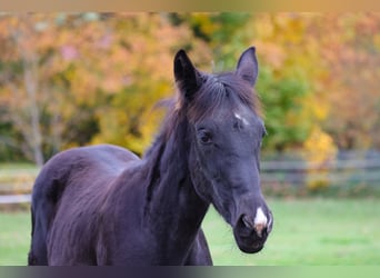Westphalian, Mare, Foal (04/2025), 16,1 hh, Black
