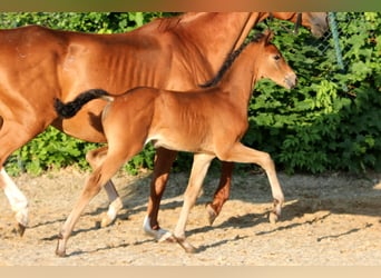 Westphalian, Mare, , 16,1 hh, Brown