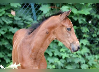 Westphalian, Mare, , 16,1 hh, Brown