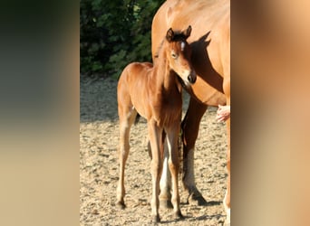 Westphalian, Mare, , 16,1 hh, Brown
