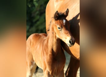 Westphalian, Mare, , 16,1 hh, Brown