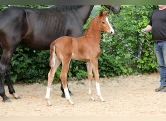 Westphalian, Mare, , 16,1 hh, Chestnut-Red