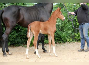 Westphalian, Mare, , 16,1 hh, Chestnut-Red