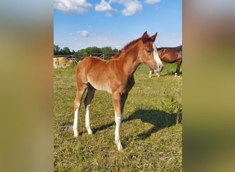 Westphalian, Mare, , 16,1 hh, Chestnut-Red
