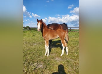 Westphalian, Mare, , 16,1 hh, Chestnut-Red