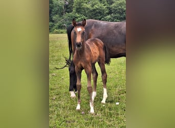 Westphalian, Mare, , 16,2 hh, Bay-Dark