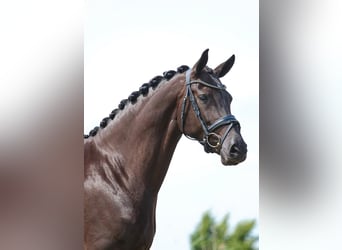 Westphalian, Mare, Foal (03/2026), 16,2 hh, Black