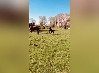 Westphalian, Mare, Foal (03/2026), 16,2 hh, Black