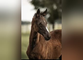 Westphalian, Mare, , 16,2 hh, Black