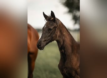 Westphalian, Mare, , 16,2 hh, Black
