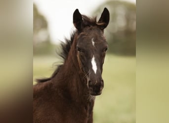 Westphalian, Mare, , 16,2 hh, Black
