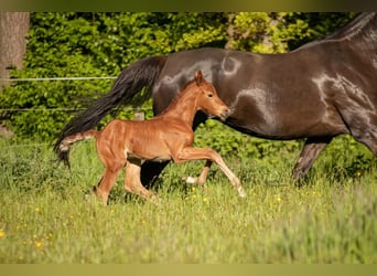 Westphalian, Mare, Foal (05/2025), 16,2 hh, Chestnut