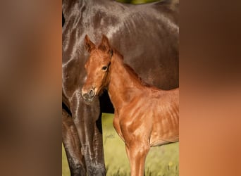 Westphalian, Mare, Foal (05/2025), 16,2 hh, Chestnut