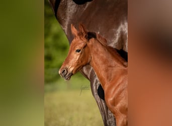 Westphalian, Mare, Foal (05/2025), 16,2 hh, Chestnut