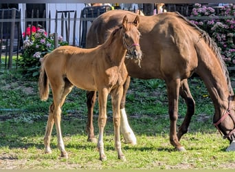 Westphalian, Mare, Foal (05/2025), 16,2 hh, Chestnut