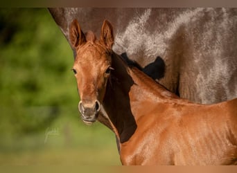 Westphalian, Mare, Foal (05/2025), 16,2 hh, Chestnut