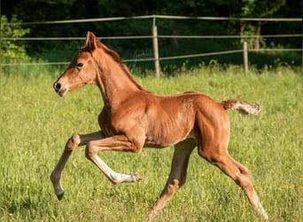 Westphalian, Mare, Foal (05/2025), 16,2 hh, Chestnut