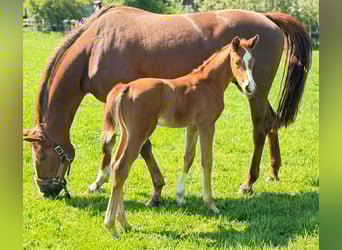 Westphalian, Mare, Foal (03/2025), 16,2 hh, Chestnut