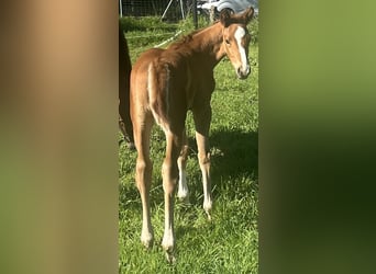 Westphalian, Mare, Foal (03/2025), 16,2 hh, Chestnut