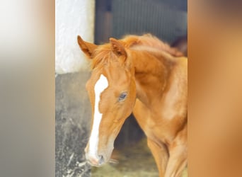 Westphalian, Mare, Foal (03/2025), 16,2 hh, Chestnut