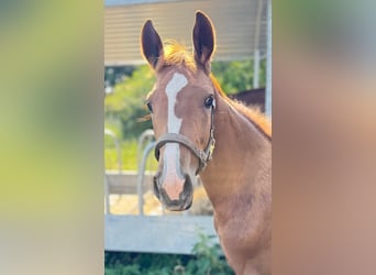 Westphalian, Mare, Foal (03/2025), 16,2 hh, Chestnut