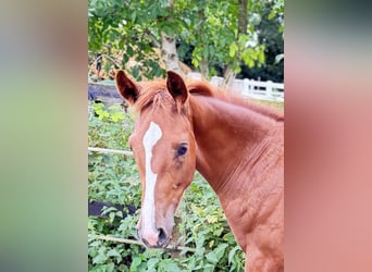 Westphalian, Mare, Foal (03/2025), 16,2 hh, Chestnut