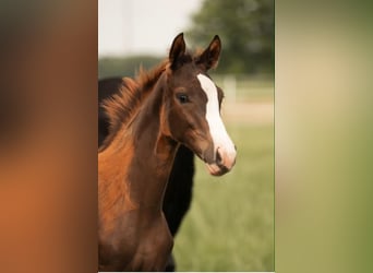 Westphalian, Mare, , 16,2 hh, Chestnut
