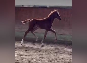 Westphalian, Mare, , 16,2 hh, Chestnut
