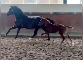 Westphalian, Mare, , 16,2 hh, Chestnut