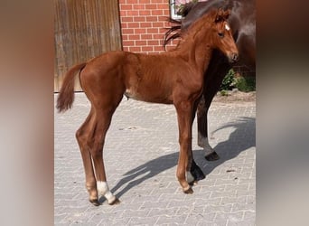 Westphalian, Mare, , 16,2 hh, Chestnut