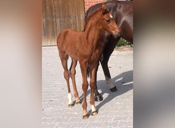 Westphalian, Mare, , 16,2 hh, Chestnut