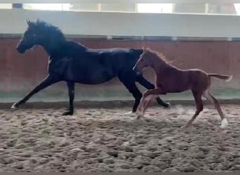 Westphalian, Mare, , 16,2 hh, Chestnut