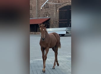 Westphalian, Mare, Foal (05/2025), 16,2 hh, Chestnut-Red
