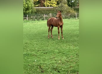 Westphalian, Mare, Foal (05/2025), 16,2 hh, Chestnut-Red
