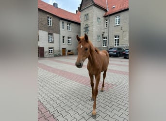 Westphalian, Mare, Foal (05/2025), 16,2 hh, Chestnut-Red