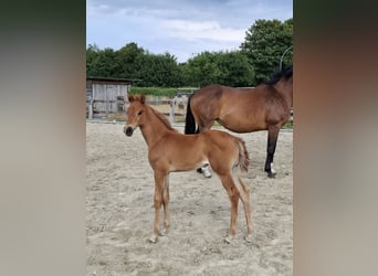 Westphalian, Mare, , 16,2 hh, Chestnut-Red