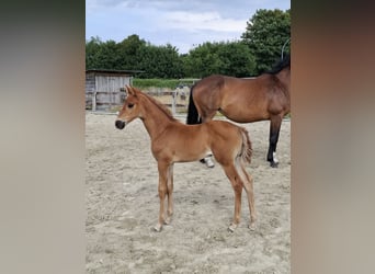 Westphalian, Mare, , 16,2 hh, Chestnut-Red