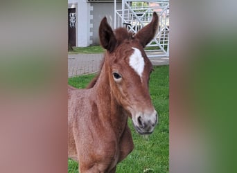 Westphalian, Mare, , 16,2 hh, Gray-Red-Tan
