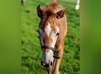 Westphalian, Mare, Foal (05/2025), 16,2 hh, Gray-Red-Tan
