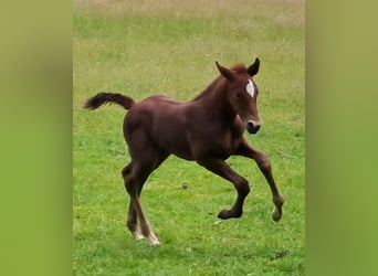 Westphalian, Mare, , 16,2 hh, Gray-Red-Tan