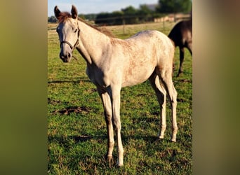 Westphalian, Mare, Foal (05/2025), 16,2 hh, Grey-Red-Tan