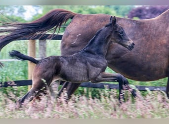 Westphalian, Mare, Foal (05/2025), 16,2 hh, Smoky-Black