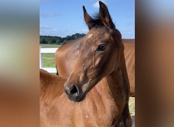 Westphalian, Mare, , 16,3 hh, Brown