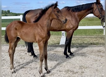 Westphalian, Mare, , 16,3 hh, Brown