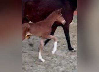 Westphalian, Mare, , 16,3 hh, Chestnut
