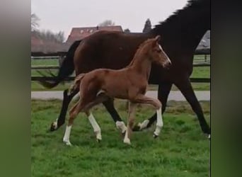 Westphalian, Mare, , 16,3 hh, Chestnut